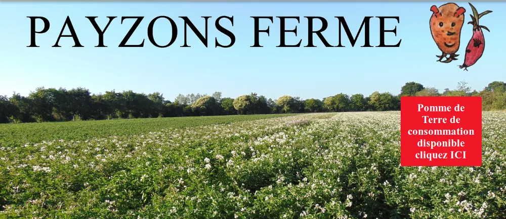 CLIQUER pour visiter le site PAYZONS FERME ! association de producteurs de plant de pomme de terre et échalote. CLIQUER pour visiter le site PAYZONS FERME ! association de producteurs de plant de pomme de terre et échalote.